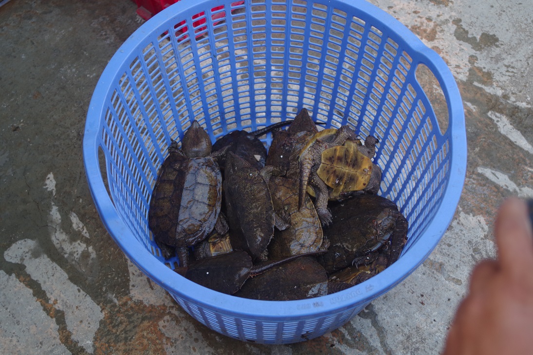 Phản[-]hồi[-]của[-]ENV[-]về[-]vụ[-]việc:[-]Rùa[-]đầu[-]to[-]được[-]“phù[-]phép”[-]có[-]nguồn[-]gốc[-]hợp[-]pháp[-]từ[-]trang[-]trại